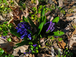 Schaugarten Saubergen Familie Österreicher dunkelblaue Frühlingsblumen